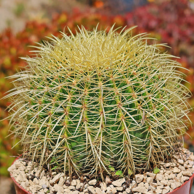 Golden Barrel Cactus - Echinocactus grusonii -27
