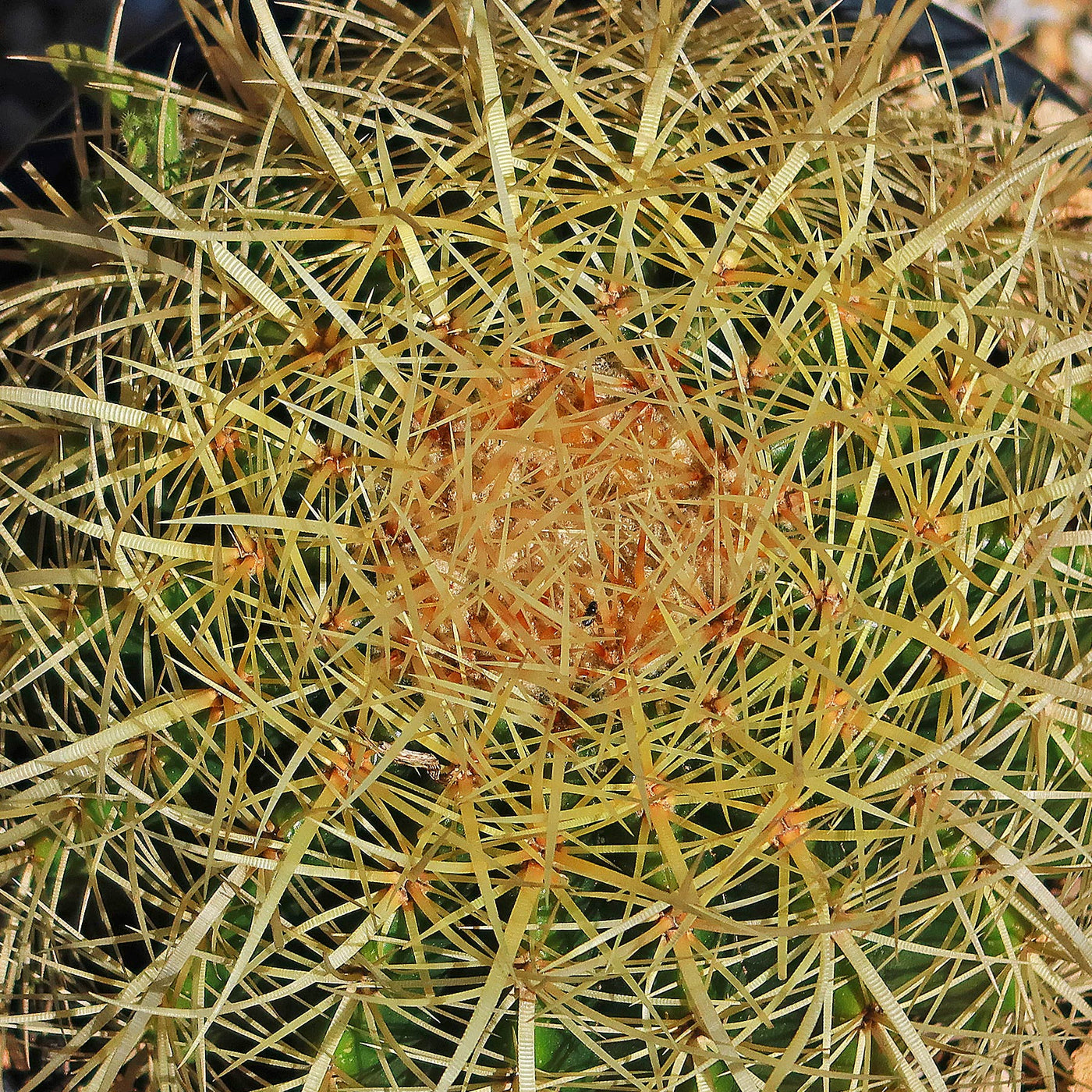 Golden Barrel Cactus - Echinocactus grusonii -26