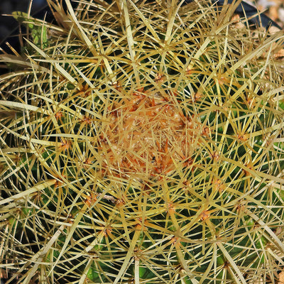 Golden Barrel Cactus - Echinocactus grusonii -26