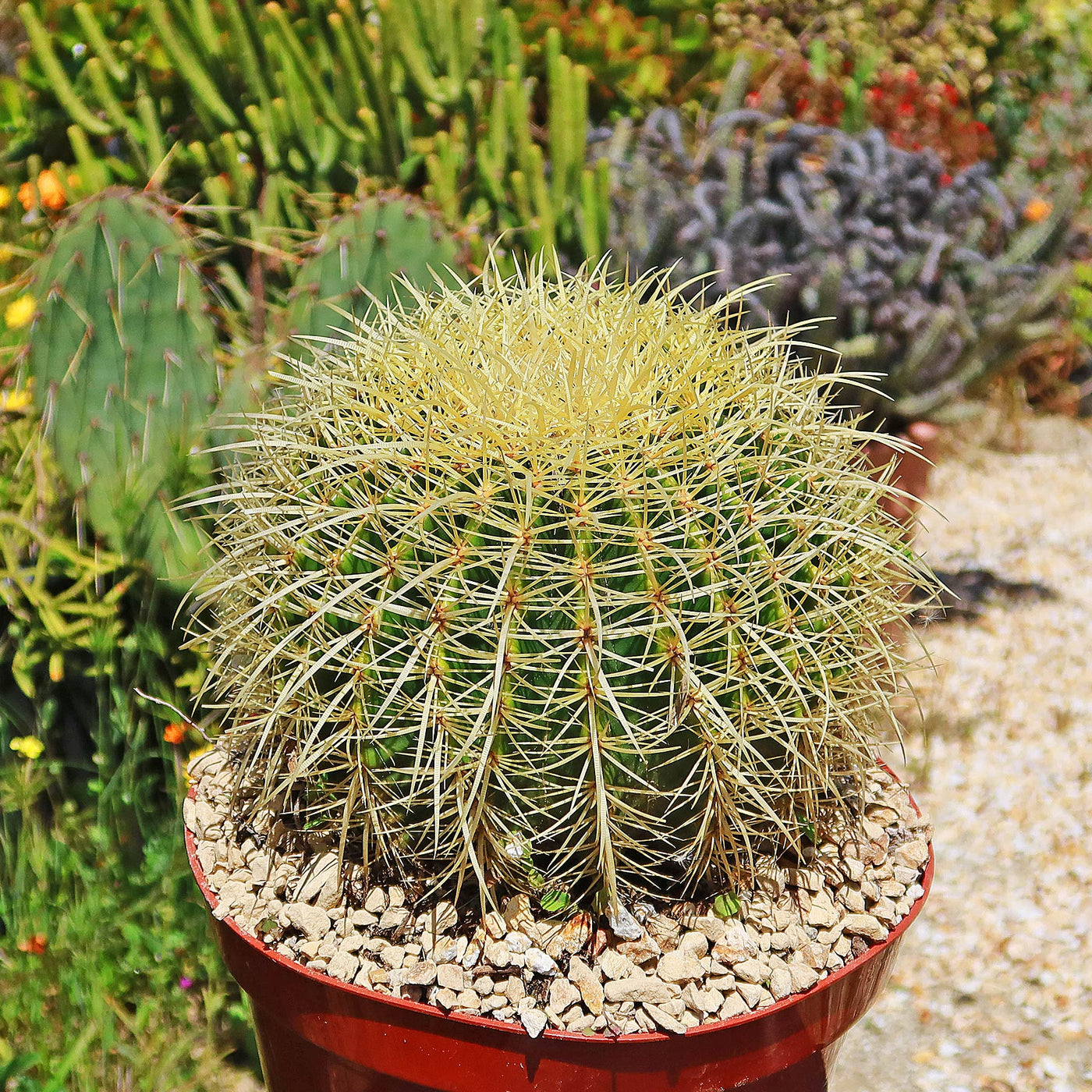 Golden Barrel Cactus - Echinocactus grusonii -21