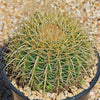 Golden Barrel Cactus - Echinocactus grusonii -15