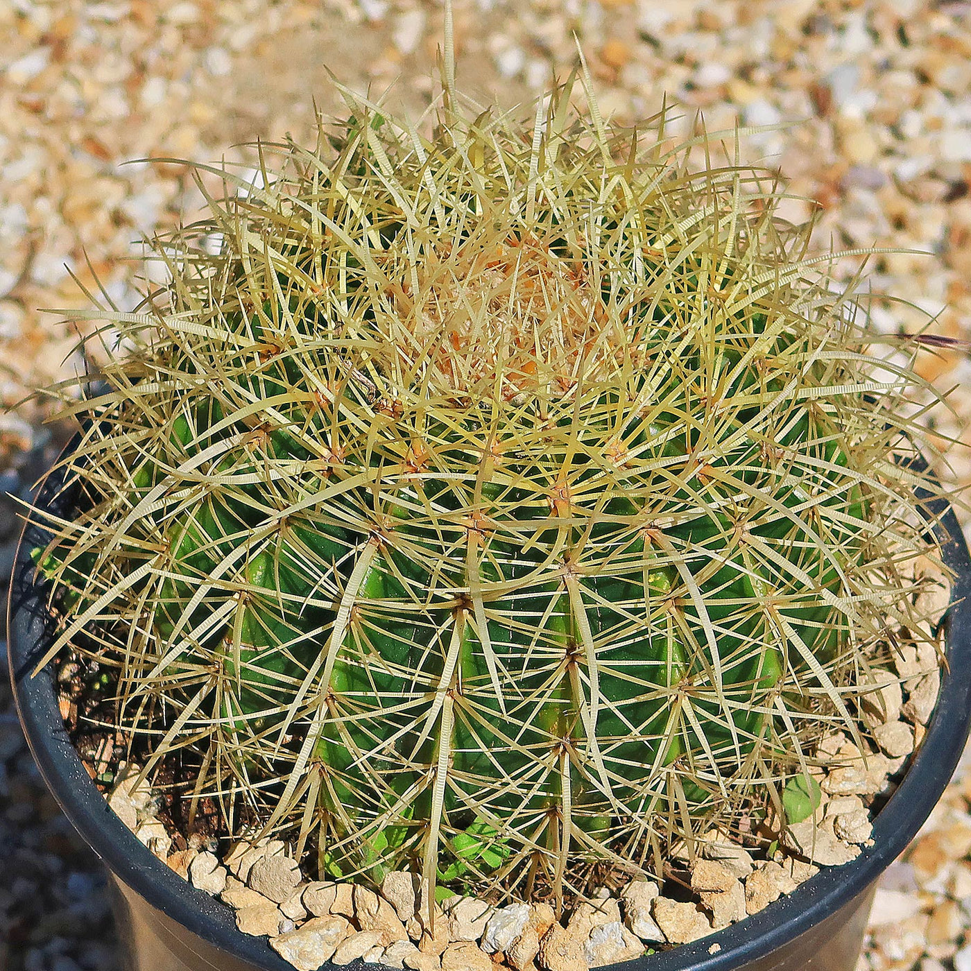 Golden Barrel Cactus - Echinocactus grusonii -15