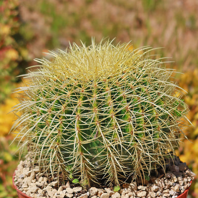 Golden Barrel Cactus - Echinocactus grusonii -22