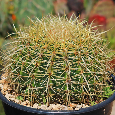 Golden Barrel Cactus - Echinocactus grusonii -16