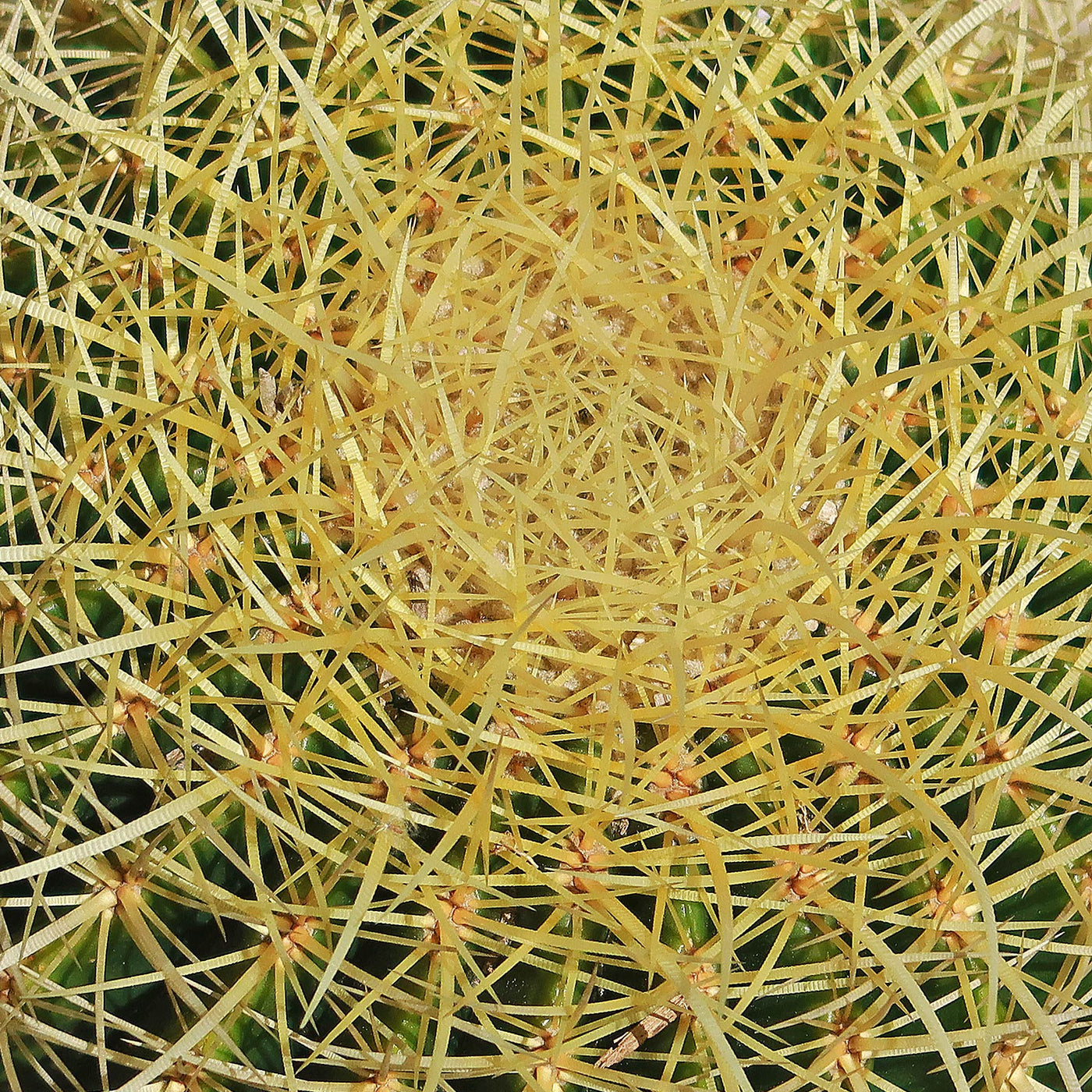 Golden Barrel Cactus - Echinocactus grusonii -23