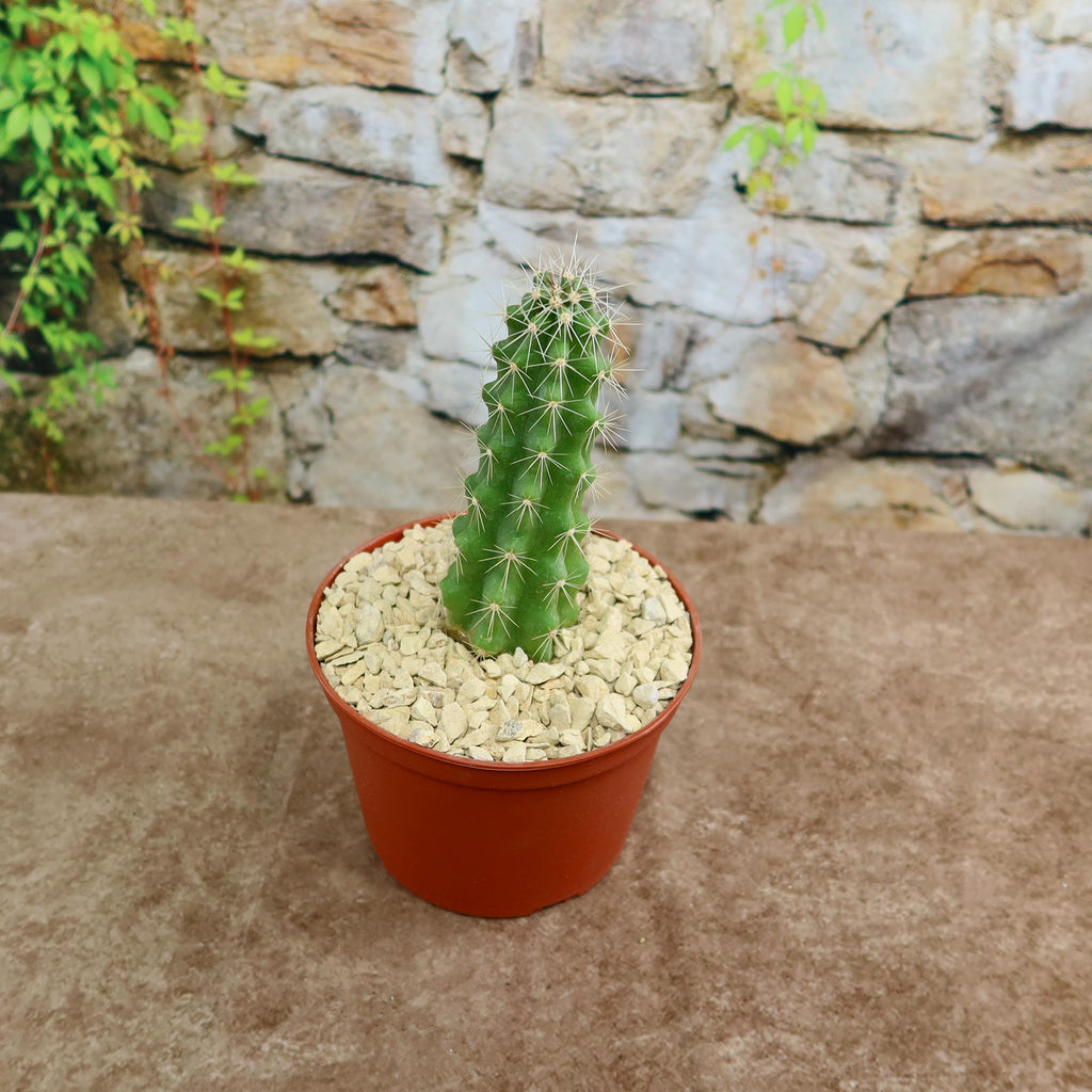 Echinocereus Enneacanthus Strawberry Cactus