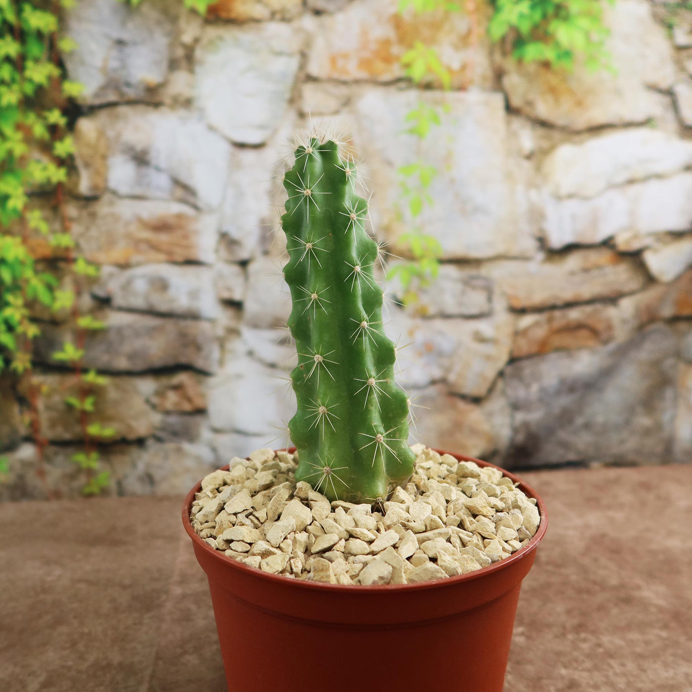 Echinocereus Enneacanthus Strawberry Cactus 6