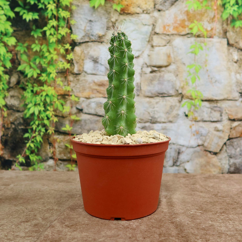 Echinocereus Enneacanthus Strawberry Cactus