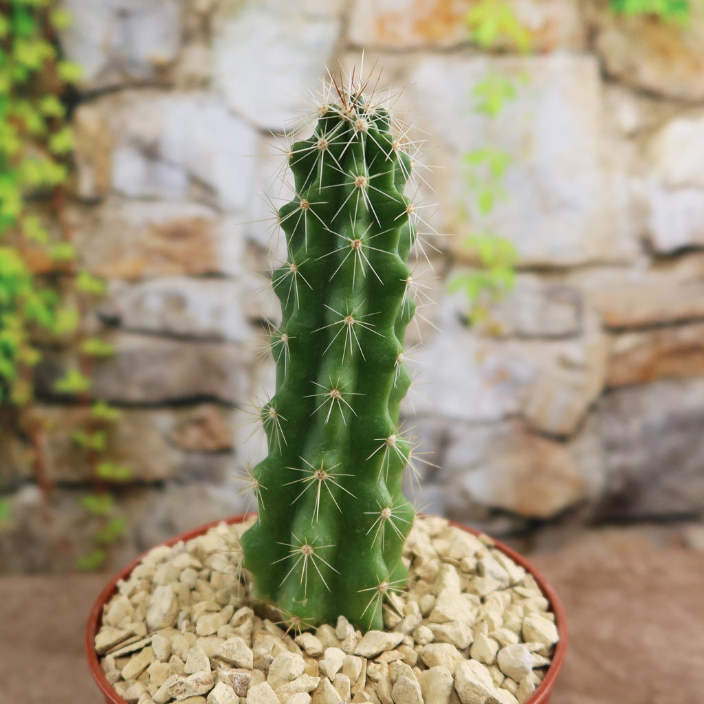 Echinocereus Enneacanthus Strawberry Cactus
