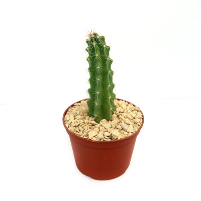 Echinocereus Enneacanthus Strawberry Cactus – Planet Desert