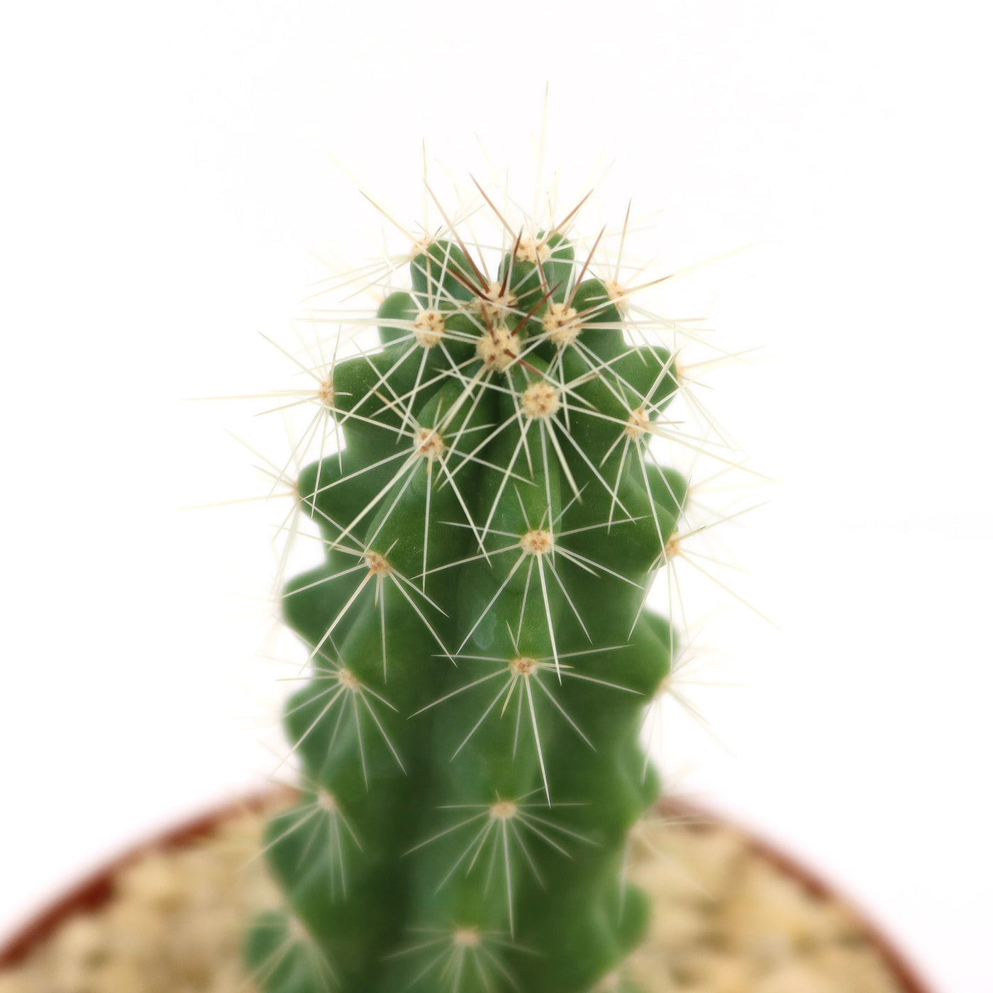 Echinocereus Enneacanthus Strawberry Cactus 6