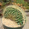 Crested Golden Barrel Cactus – Echinocactus grusonii cristatus