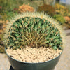 Crested Golden Barrel Cactus – Echinocactus grusonii cristatus