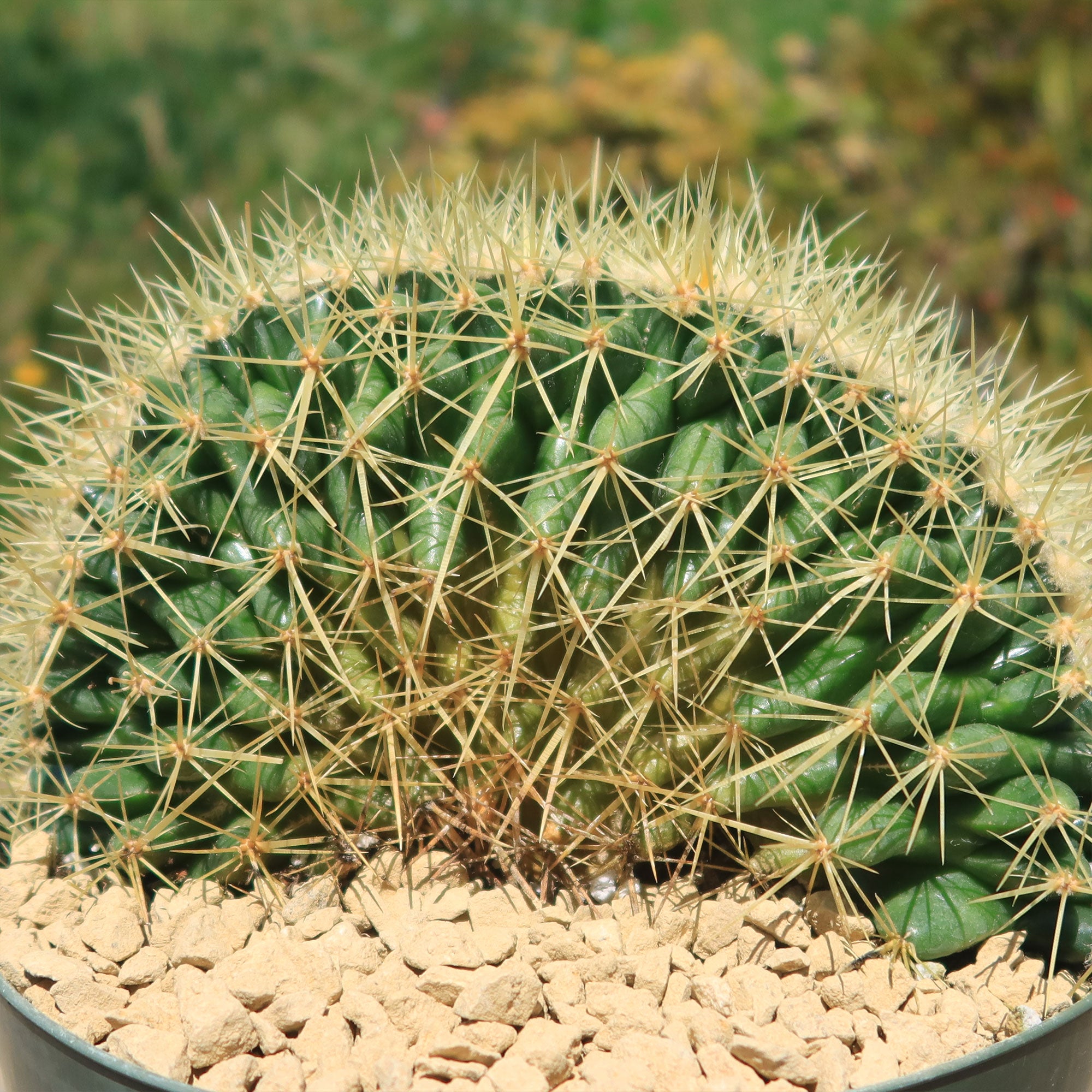 Crested Golden Barrel Cactus – Echinocactus grusonii cristatus