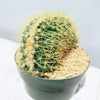 Crested Golden Barrel Cactus – Echinocactus grusonii cristatus