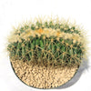 Crested Golden Barrel Cactus – Echinocactus grusonii cristatus