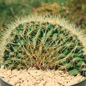 Shop 'Crested Golden Barrel Cactus – Echinocactus grusonii cristatus' Care  and Info
