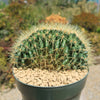 Crested Golden Barrel Cactus – Echinocactus grusonii cristatus