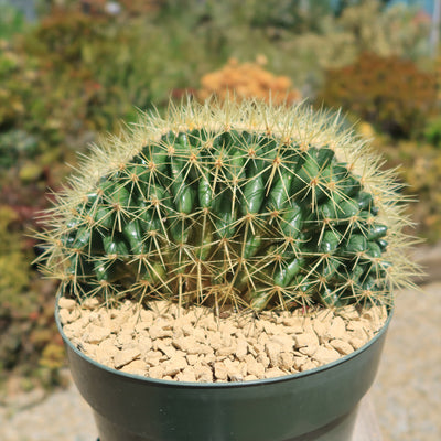 Crested Golden Barrel Cactus – Echinocactus grusonii cristatus