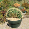 Crested Golden Barrel Cactus – Echinocactus grusonii cristatus