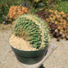 Crested Golden Barrel Cactus – Echinocactus grusonii cristatus