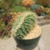 Crested Golden Barrel Cactus – Echinocactus grusonii cristatus