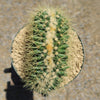 Crested Golden Barrel Cactus – Echinocactus grusonii cristatus