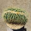 Crested Golden Barrel Cactus – Echinocactus grusonii cristatus