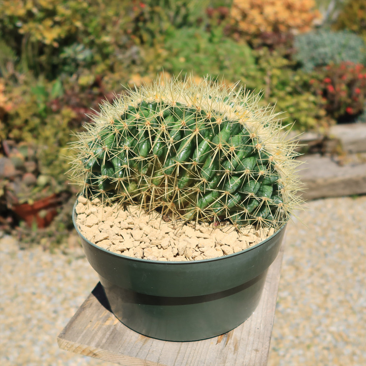 Crested Golden Barrel Cactus – Echinocactus grusonii cristatus