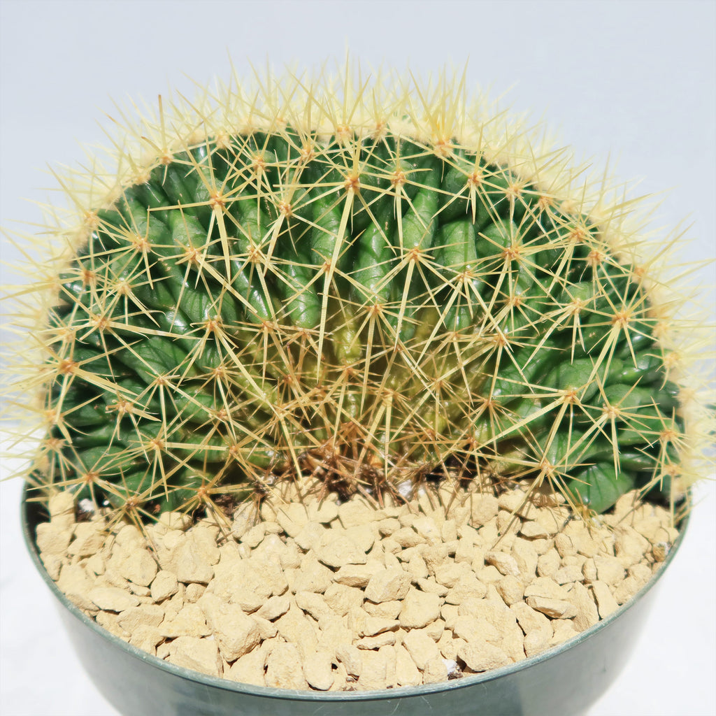 Crested Golden Barrel Cactus – Echinocactus grusonii cristatus