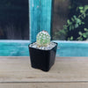 Echinocereus adustus