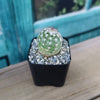 Echinocereus adustus