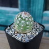 Echinocereus adustus
