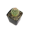 Echinocereus adustus