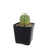 Echinocereus adustus