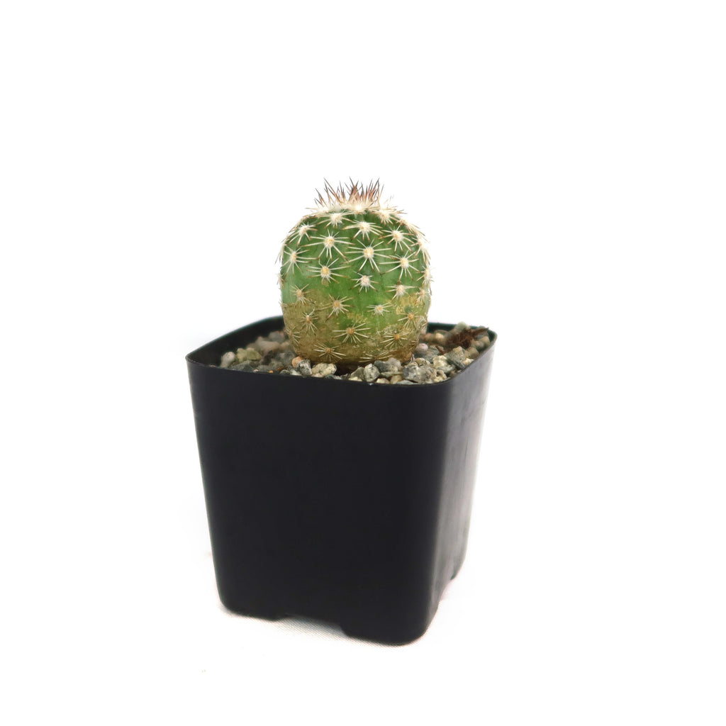 Potted indoor plant with glossy green leaves beside a small Buddha statue