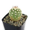 Echinocereus adustus