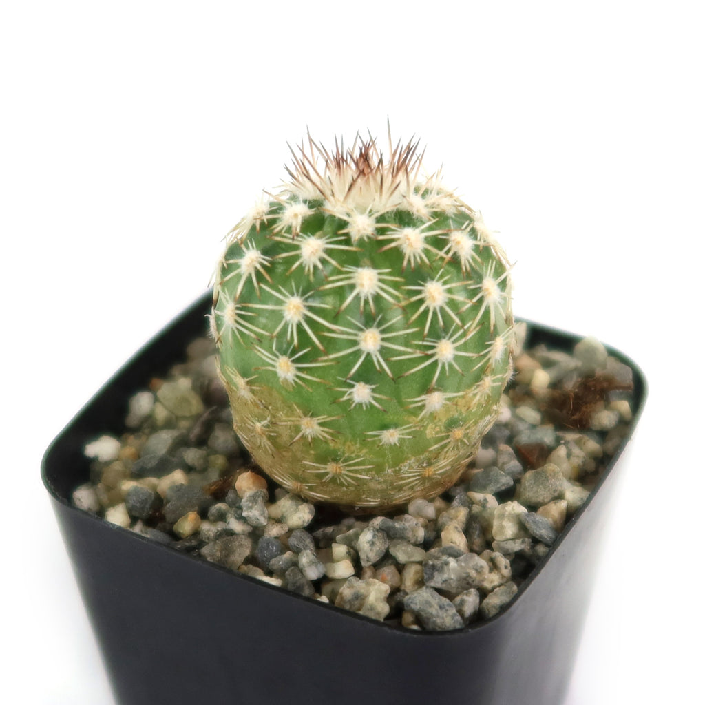 Potted indoor plant with glossy green leaves beside a small Buddha statue