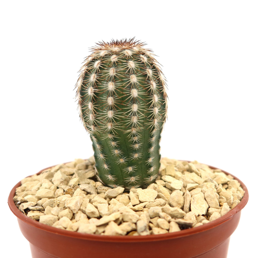 Echinocereus adustus