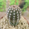 Echinocereus adustus