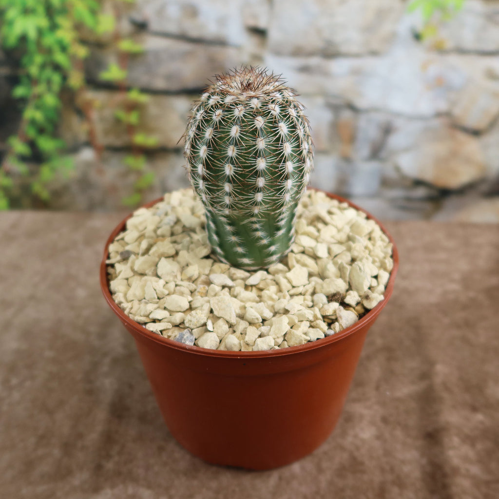 Echinocereus adustus