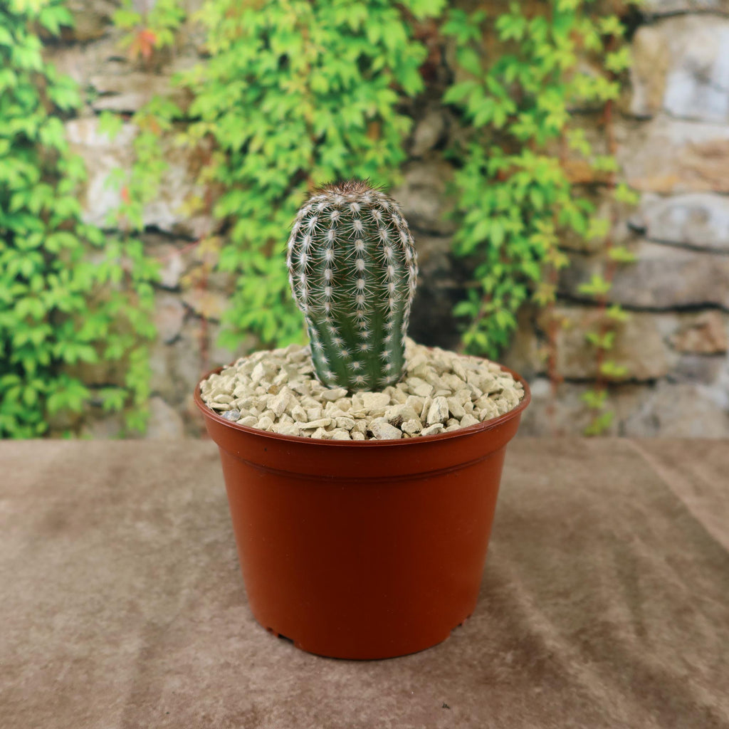 Echinocereus adustus