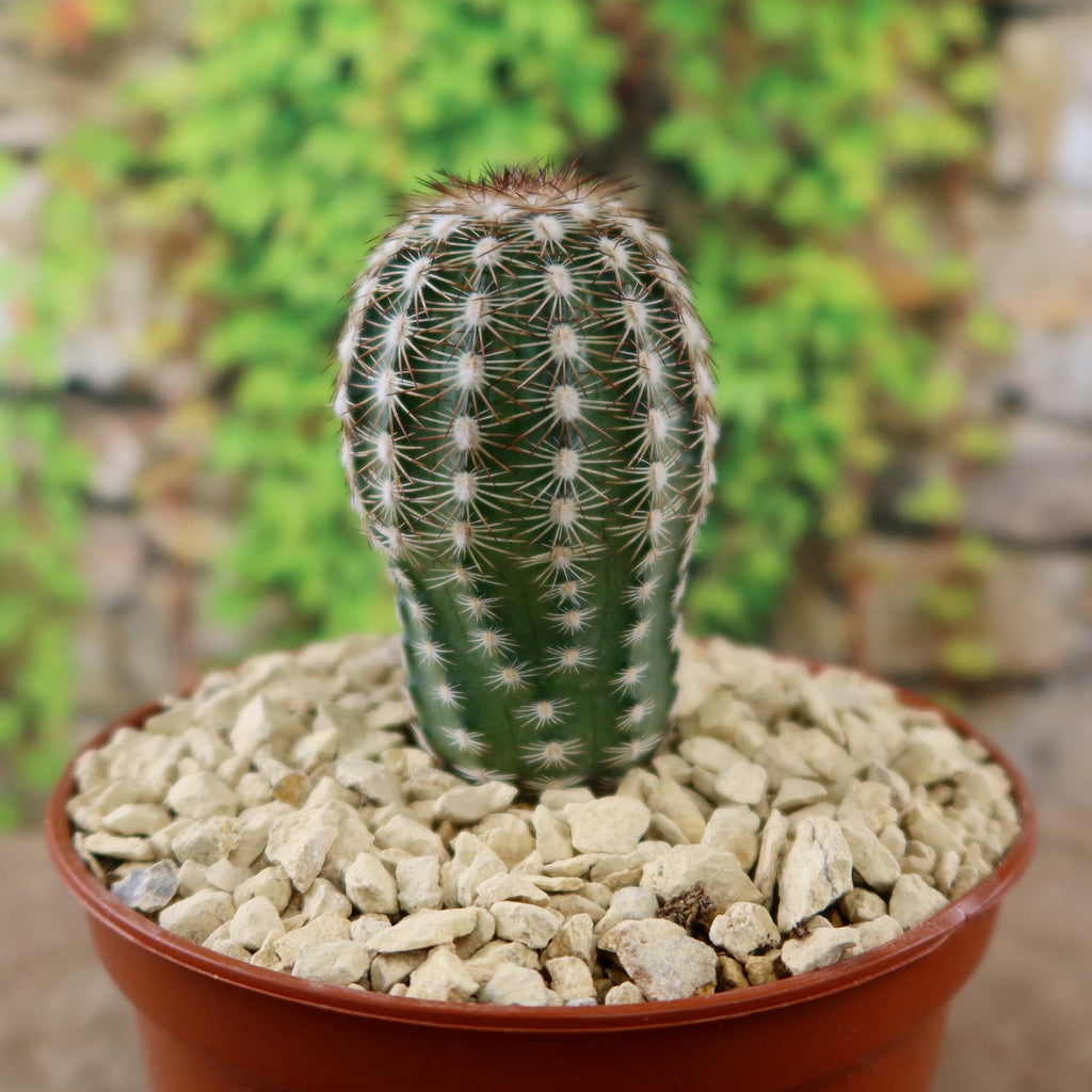 Echinocereus adustus