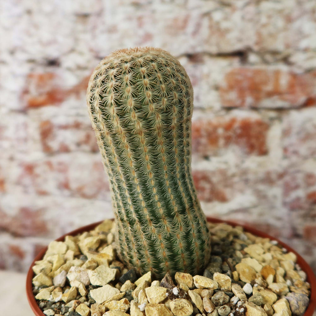 Echinocereus albiflora