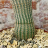 Echinocereus albiflora