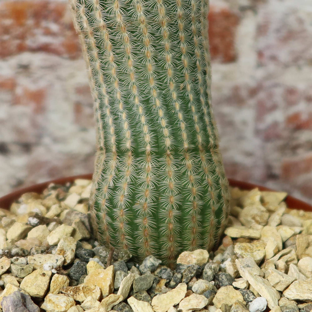 Echinocereus albiflora