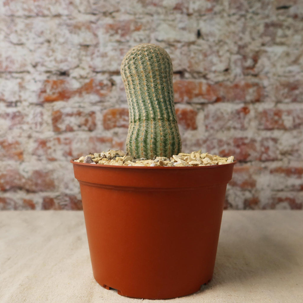 Echinocereus albiflora