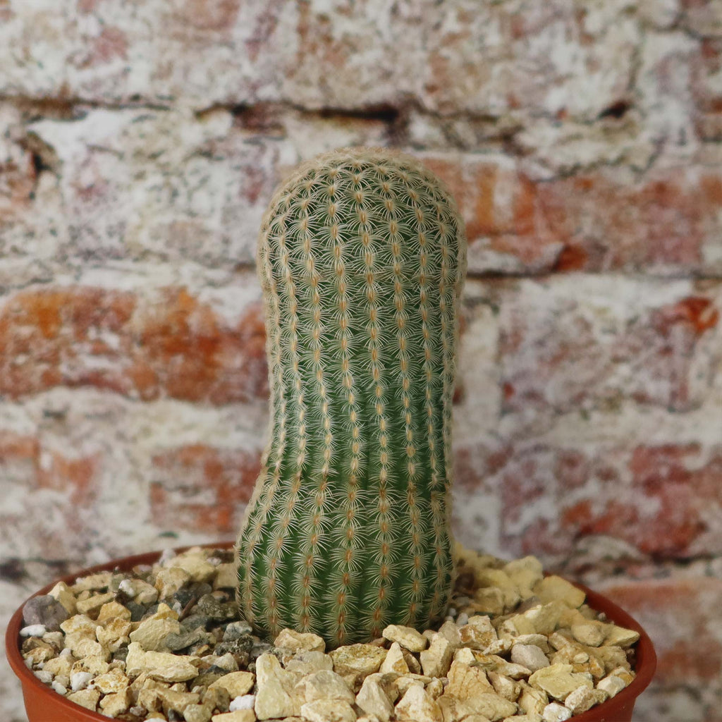 Echinocereus albiflora