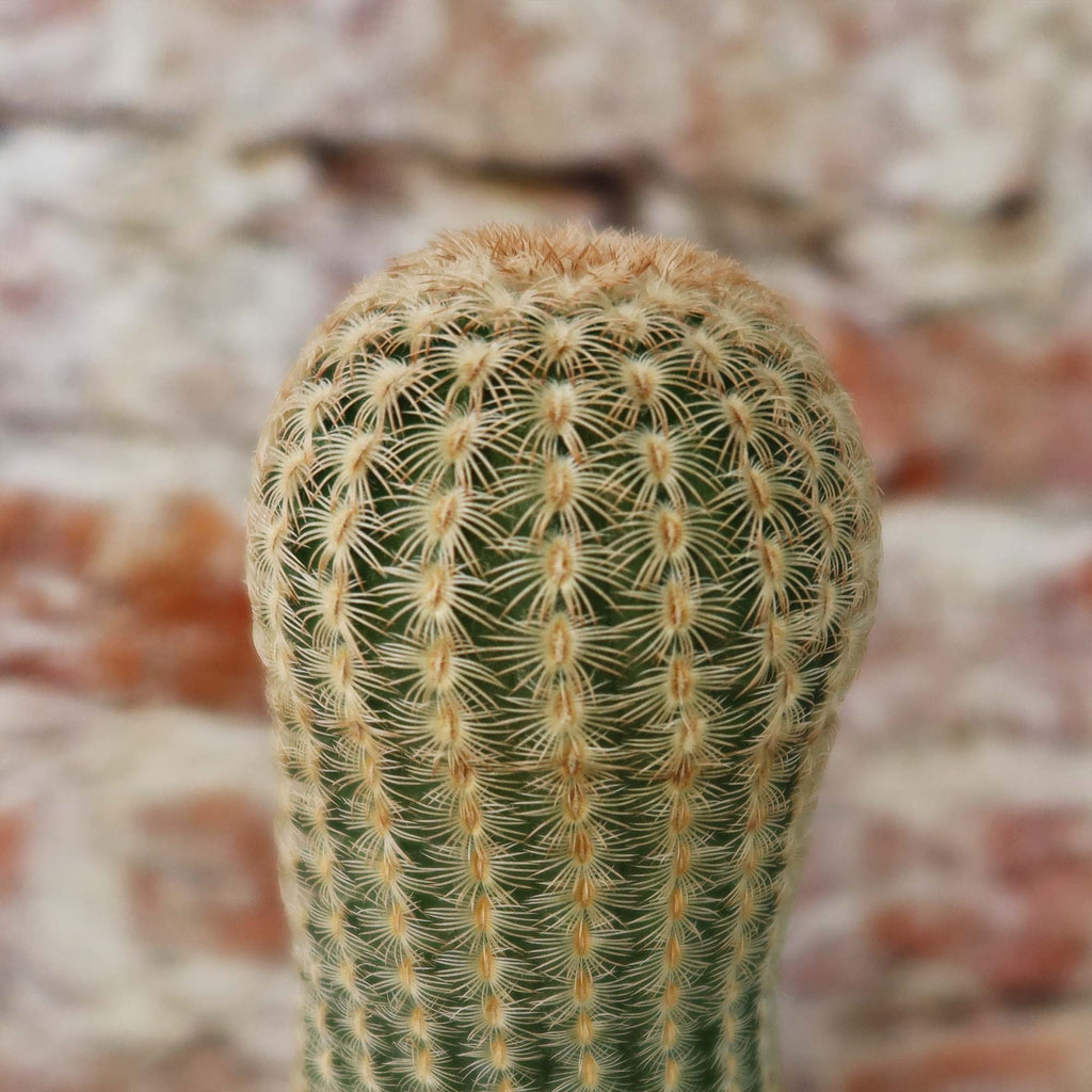Echinocereus albiflora