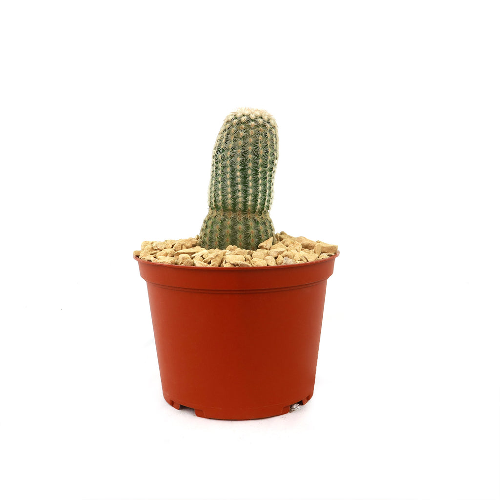 Echinocereus albiflora